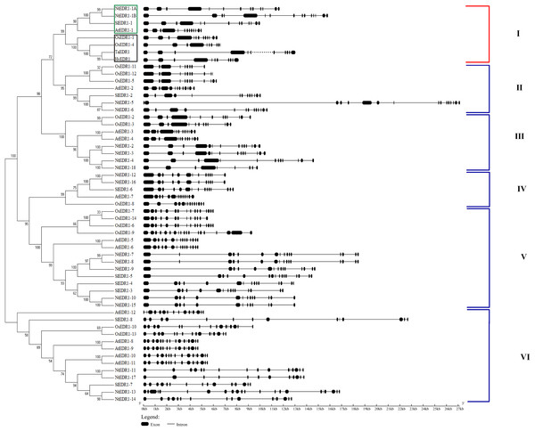 Phylogenetic relationships and gene structure of EDR1-like gene families from tobacco, Arabidopsis, rice and tomato.