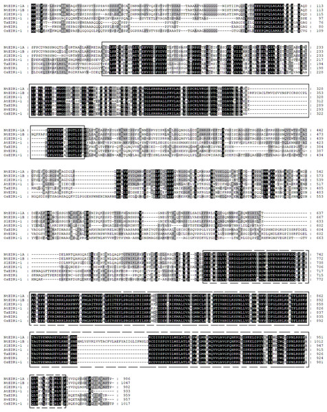 Protein sequence alignment of EDR1-1 from tobacco, Arabidopsis, rice and tomato.