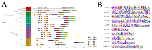 Distribution of conserved motifs in the tobacco EDR1-like family members.