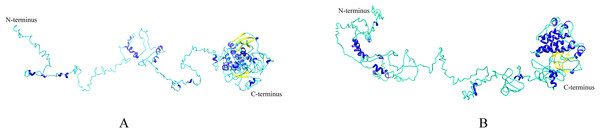 The predicted 3D structures of NtEDR1-1 and AtEDR1-1.