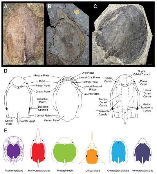 Headshield morphologies of pteraspidiform heterostracans (stem-gnathostomes).