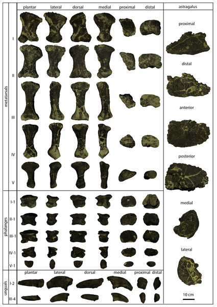 Single bones of the brachiosaurid pes described herein.