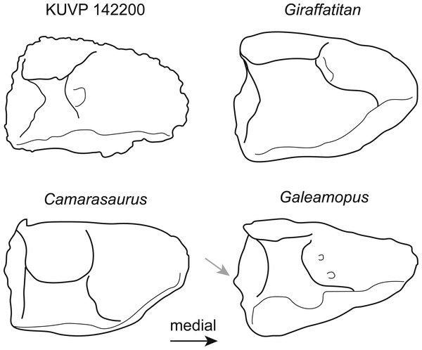Comparative outline drawings of neosauropod astragali in posterior view.