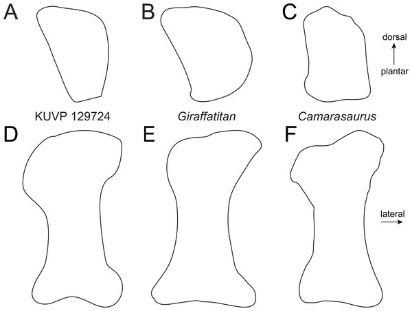 Comparative outline drawings of macronarian metatarsals II in proximal (A–C) and dorsal view (D–F).