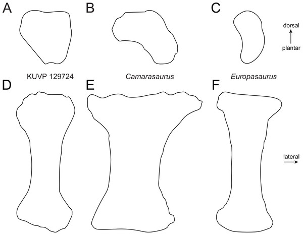 Comparative outline drawings of macronarian metatarsals IV in proximal (A–C) and dorsal view (D–F).