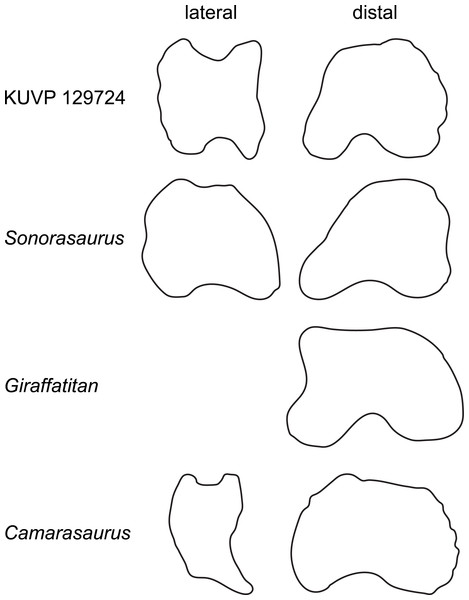 Comparative outline drawings of macronarian pedal phalanges I-1 in lateral and distal view.