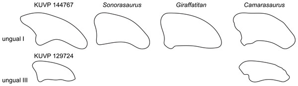 Comparative outline drawings of macronarian pedal unguals I and III in lateral view.