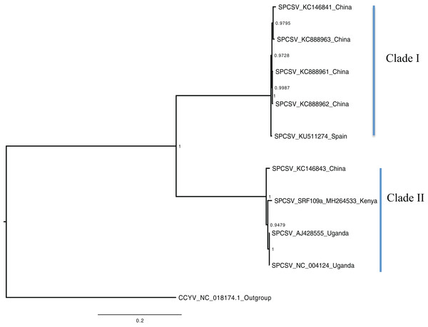 Consensus of trees sampled in a Bayesian analysis of RNA 2 gene in Sweet potato chlorotic stunt virus (SPCSV).