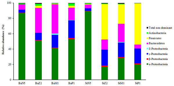Composition and abundance of dominant bacterial phyla or classes associated with L. vannamei larvae at stages of N5, Z2, M1, and P1 (n = 3).