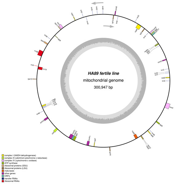 Graphical mitochondrial genome maps of HA89 fertile line.