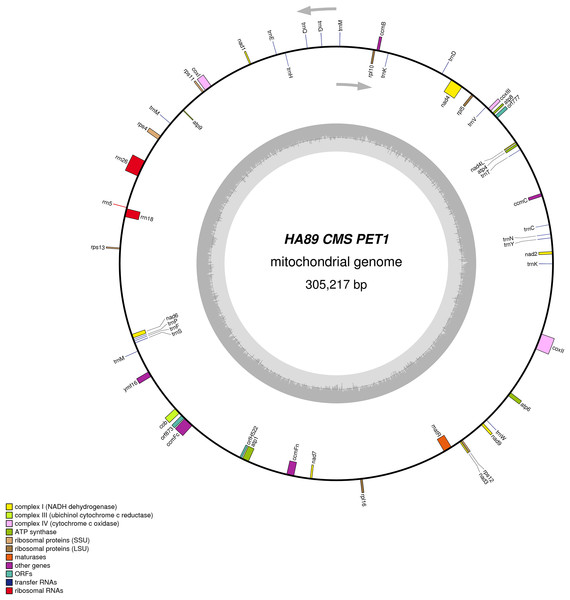 Graphical mitochondrial genome map of HA89 (PET1) line.