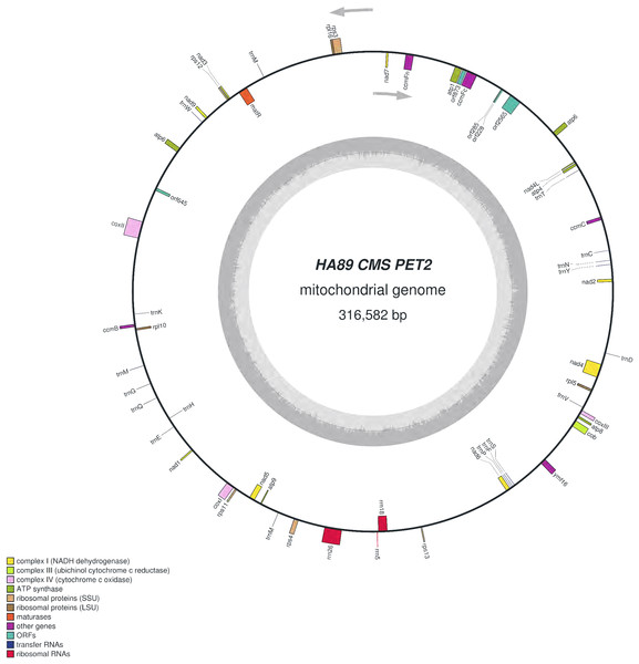 Graphical mitochondrial genome map of HA89 (PET2) line.