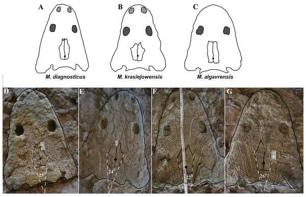 Comparison of analyzed skull material (examples) with reconstructions of Metoposaurus diagnosticus, M. krasiejowensis and M. algavrensis skulls.