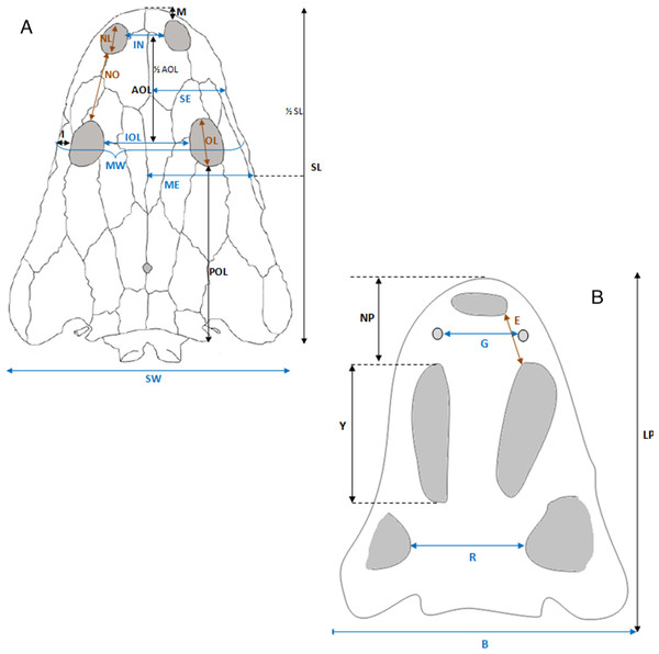 Skull measurements.