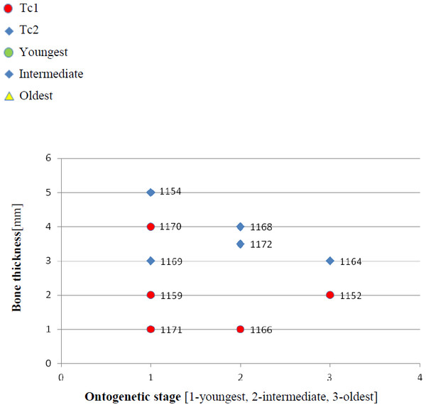 Thickness of the bone in particular types and ontogenetic stages.