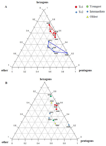 Percentage of hexagons, pentagons and other polygons.