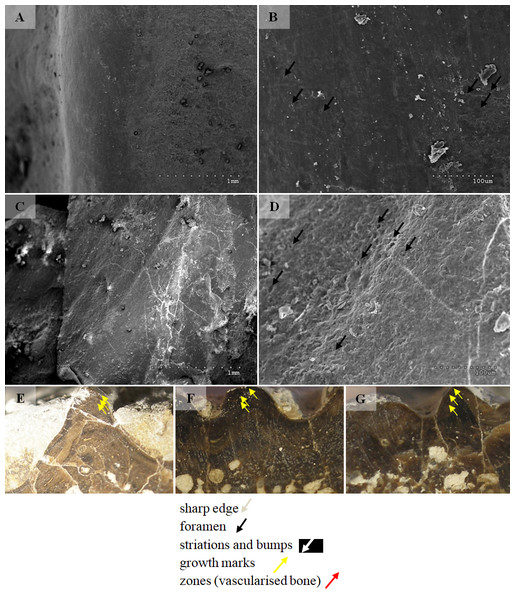 SEM (SE) and histological observations of clavicle radial ridges for Tc1.