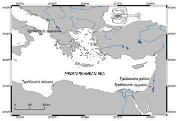 Multiple transgressions and slow evolution shape the phylogeographic ...