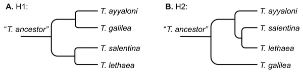Schemes describing the two hypotheses of development of the disjunct distribution of Typhlocaris.
