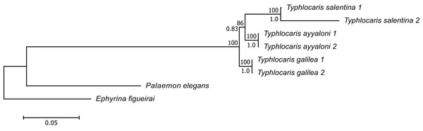 Multi-locus maximum-likelihood tree of the genus Typhlocaris, based on combined 12S rRNA + 16S rRNA + COI + 18S rRNA + 28S rRNA + ITS + H3 genes (total 7,761 bp).