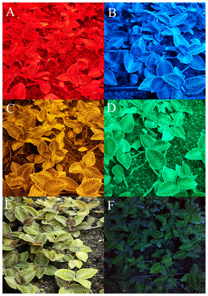 Cultivation of A. roxburghii grown under supplemental lighting with various light qualities: (A) red light; (B) blue light; (C) yellow light; (D) green light; (E) white light; (F) control for 40 days.