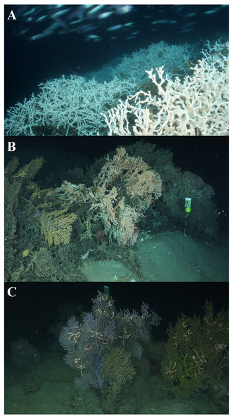 Coral habitat types.