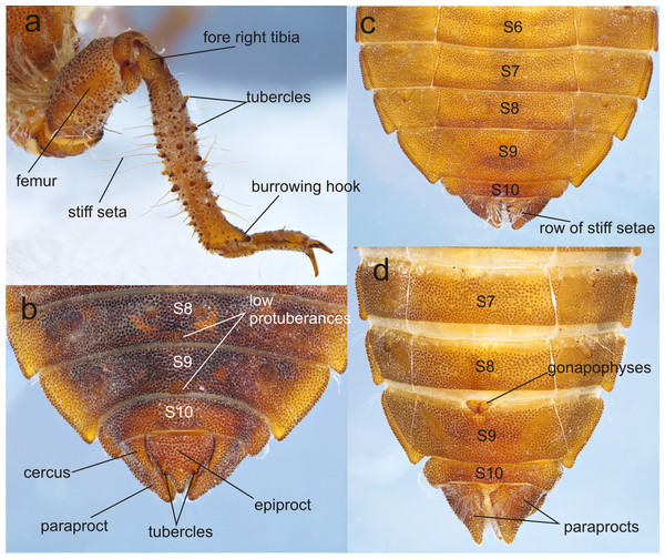 Details of the morphology of Perigomphus basicornis.