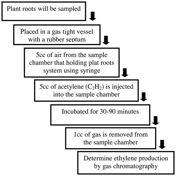 Acetylene reduction method to measure nitrogenase enzyme activity.