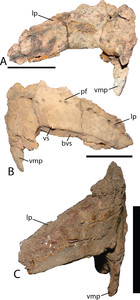 A new iguanodontian (Dinosauria: Ornithopoda) from the Early Cretaceous ...