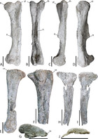 A new iguanodontian (Dinosauria: Ornithopoda) from the Early Cretaceous ...