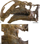 A new iguanodontian (Dinosauria: Ornithopoda) from the Early Cretaceous ...