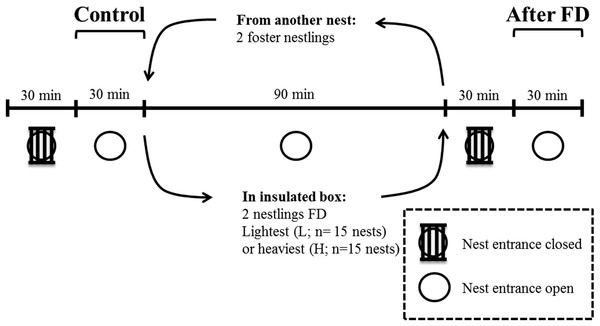 Overview and timeline of the experimental design when nestlings were 12 days old.