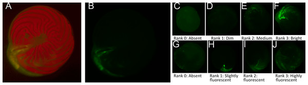 Ranking scale for CellTracker Green fluorescent brightness and coverage in A. gibbosa.