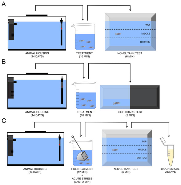 Schematic representation of the experimental protocol. Novel tank test (A), light/dark test (B), and acute chasing stress and biochemical assays (C).