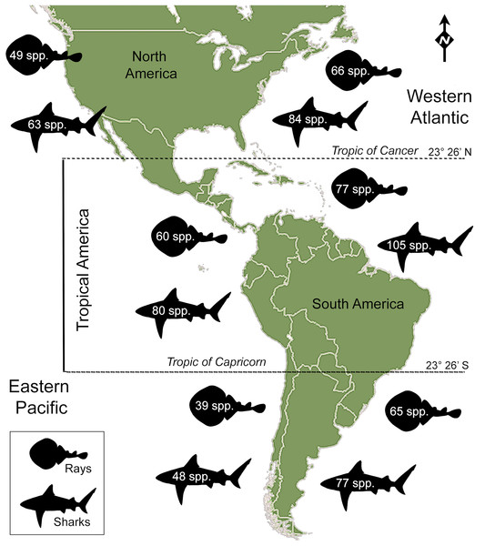 Extant shark and ray species diversity in the Americas.