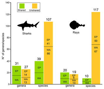 Shark and ray diversity in the Tropical America (Neotropics)—an ...