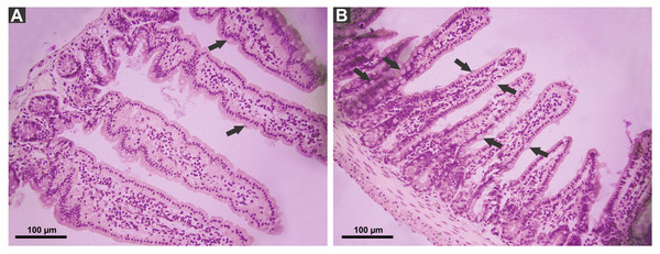 Effect of P. canaliculata PVF on goble cells.