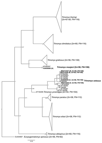 Collapsed bayesian inference tree based on a 401-bp fragment of the cytochrome b gene from species of Trinomys.