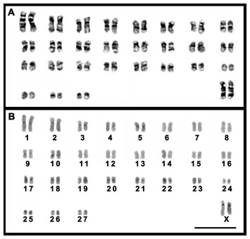 Cytogenetic analyses in Trinomys (Echimyidae, Rodentia), with ...