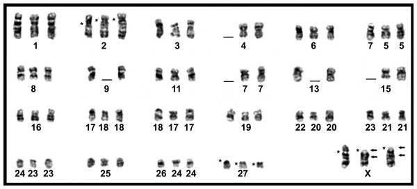 Comparison of GTG-banded chromosomes of Trinomys species