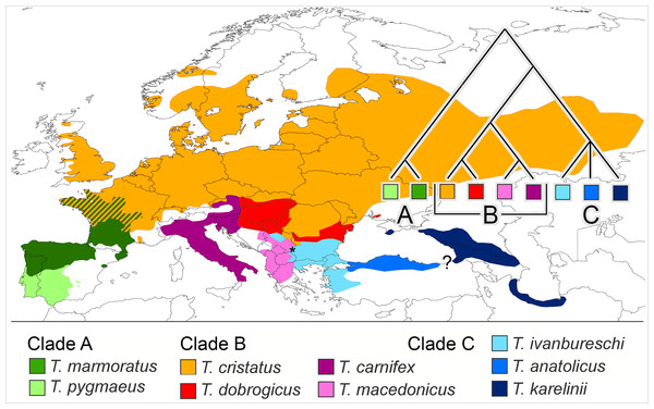 Distribution of nine Triturus species over Europe and the Near East.