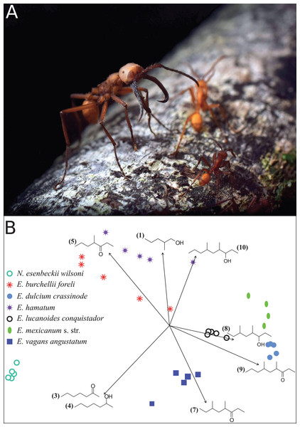 Eciton army ants and their mandibular gland compounds.