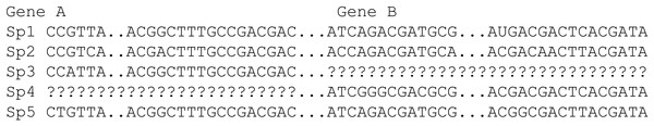A sequence data set from concatenating Gene A and Gene B sequences.
