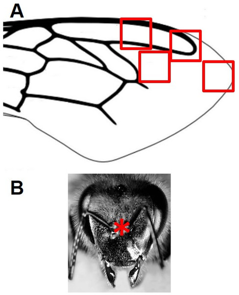 Schematic representation of the areas of the wings (squares) (A) and the heads (asterisk) (B) of the bees subjected to analyses.