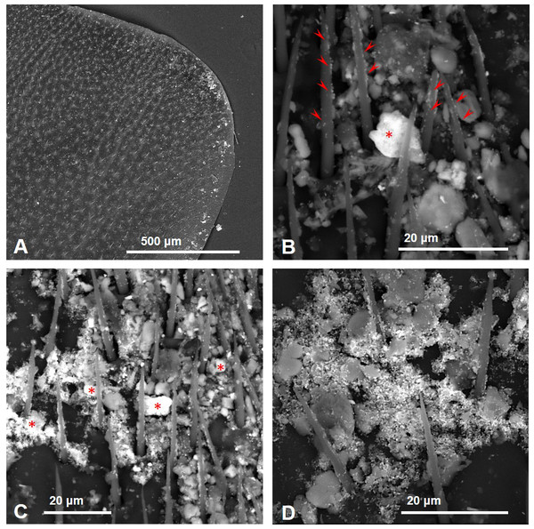 SEM images of the fore wings of honey bees living close to the cement factory displaying PM (bright spots) concentrated along the costal margin of the wing (A), in some cases covering almost entirely the surface (B–D).