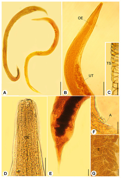 Light micrographs of R. bufonis.
