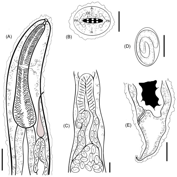 R. bufonis, parasite of A. regularis.