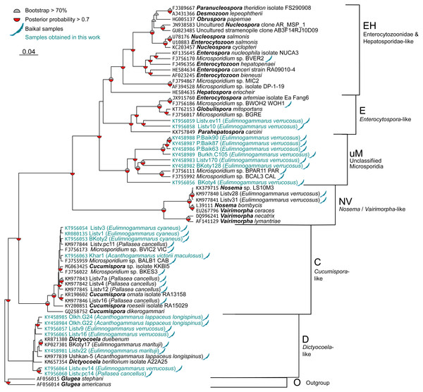 Bayesian phylogenetic tree of Microsporidia identified in amphipods of Lake Baikal and some other crustaceans.