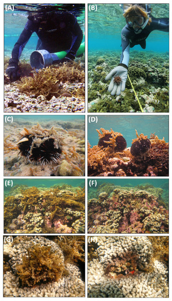 Invasive macroalgae control techniques applied in the field.