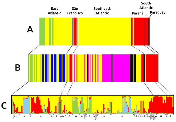 Bar graphs for genetic structure in Nectomys squamipes using Cyt b (A), and D-loop (B) sequences in BAPS, and microsatellite data (C) in STRUCTURE.